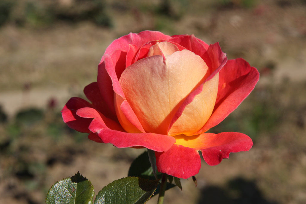 růže Meilland Decor Rose