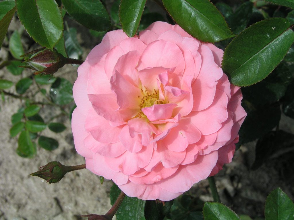 růže Mein Schner Garten