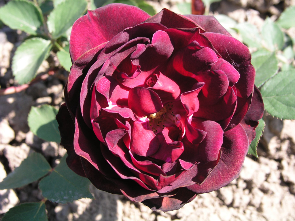 růže Meisterstck