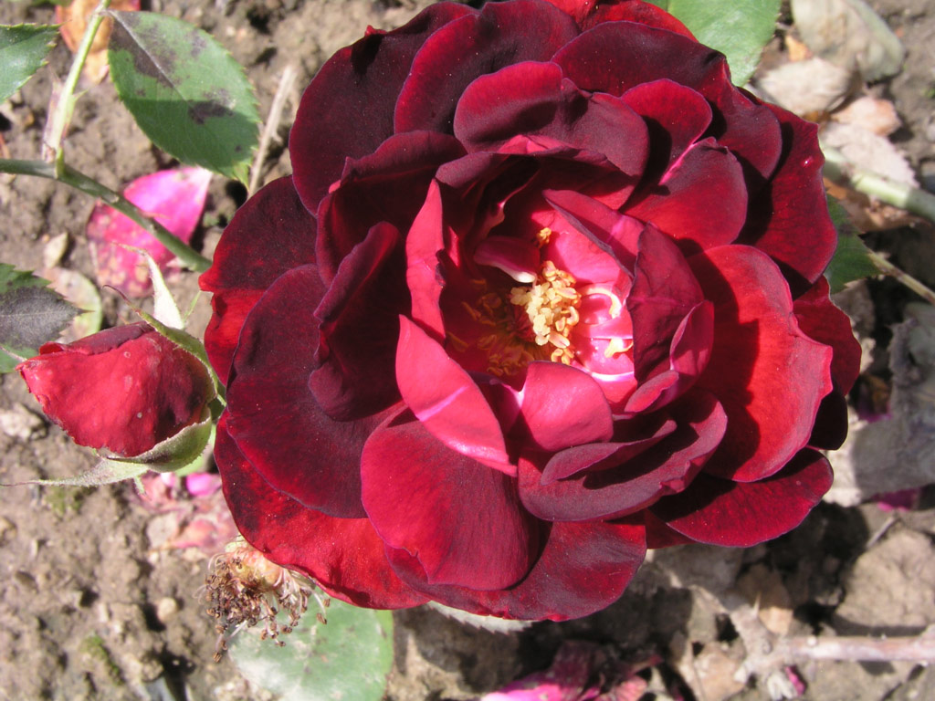 růže Meisterstck