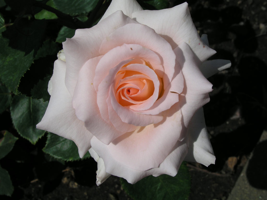 růže Melika