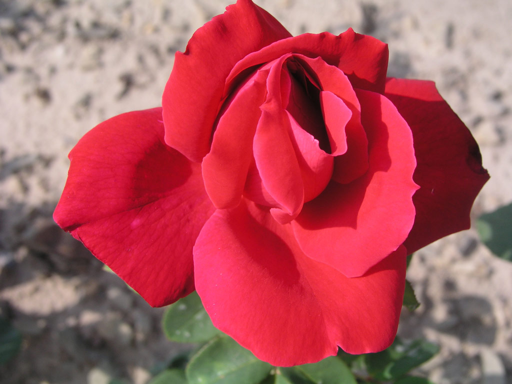 růže Melina