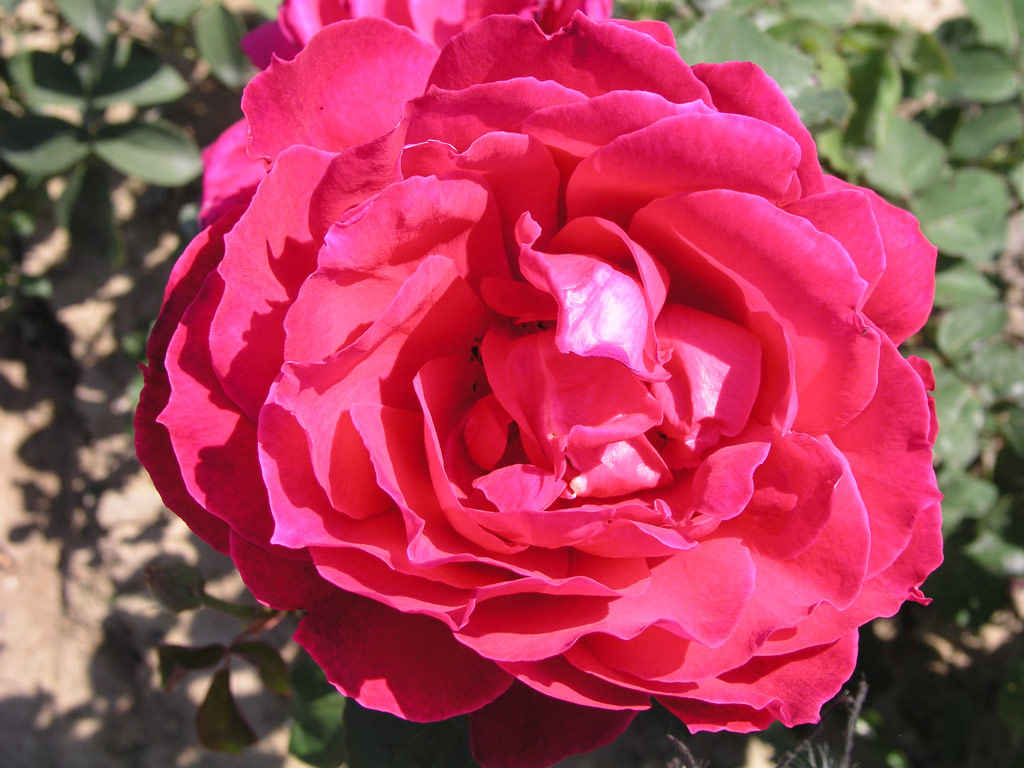 růže Melina
