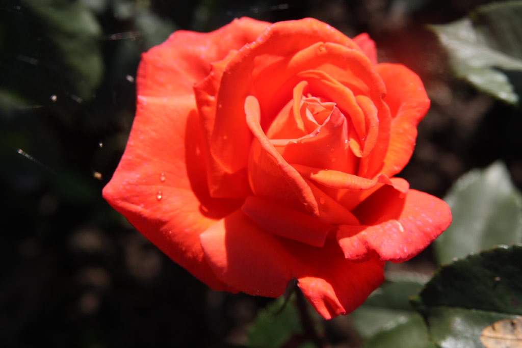 růže Melodie (GPG)