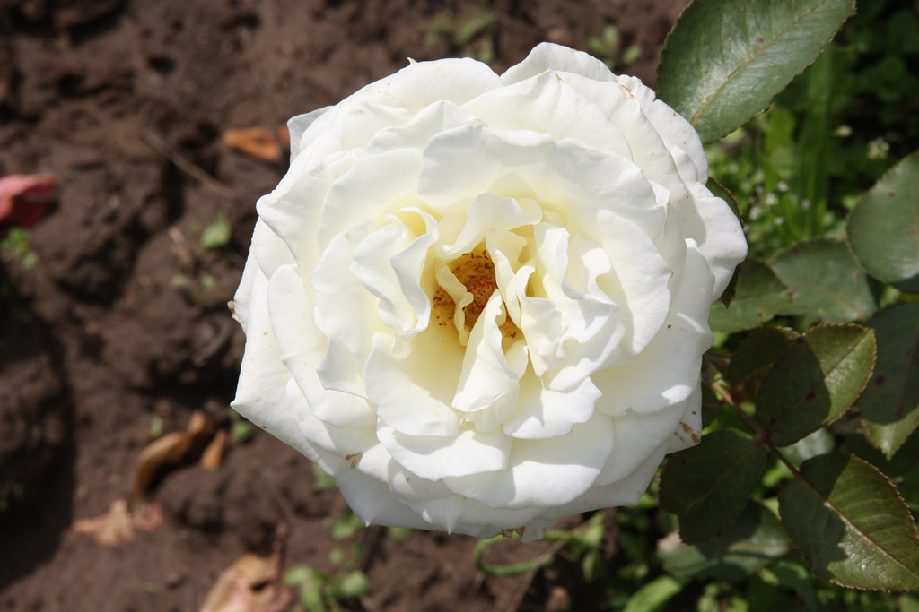 růže Memoire