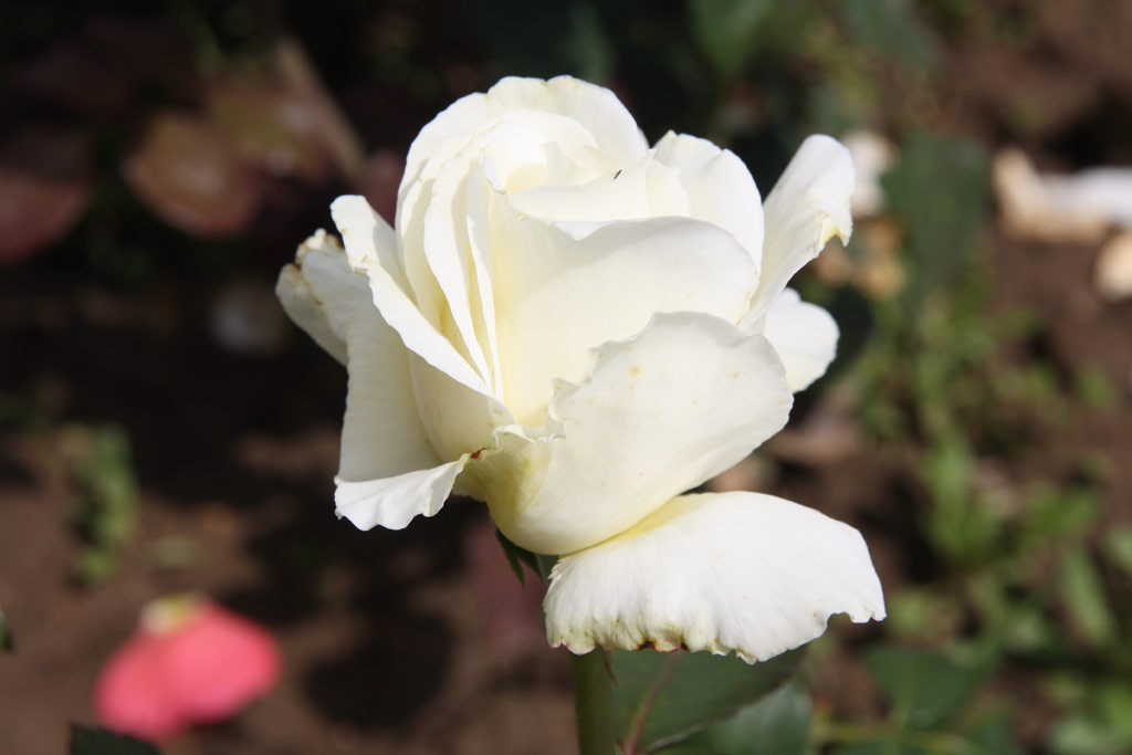 růže Memoire