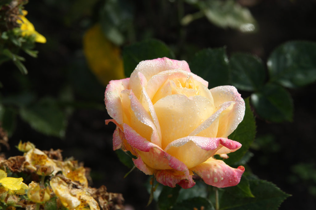 růže Menuett (GPG)