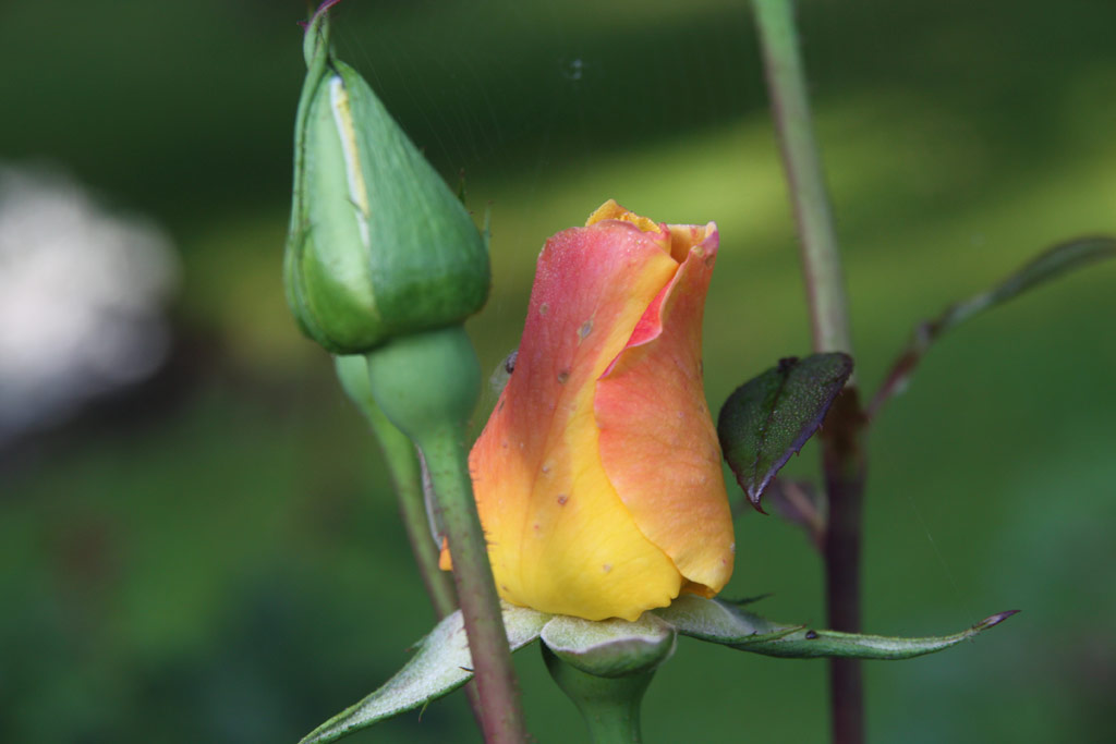 růže Menuett (Hill)