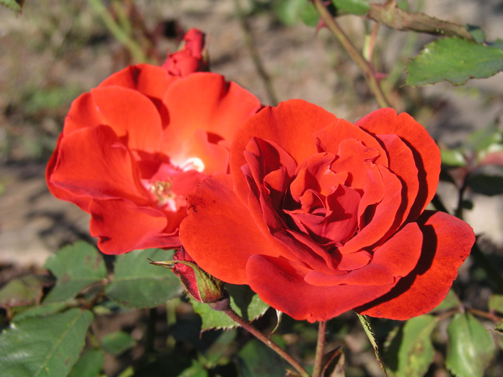 růže Mephisto (GPG)