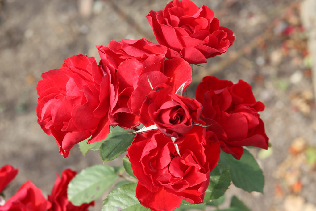 růže Mephisto (GPG)