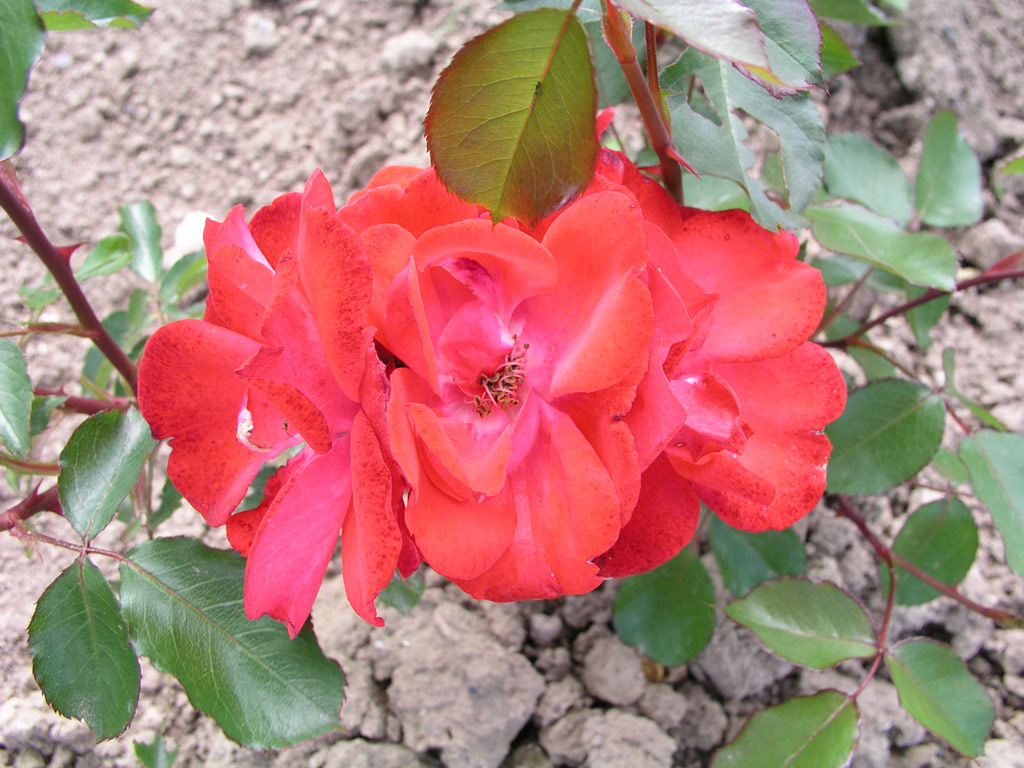 růže Mephisto (Mallerin)