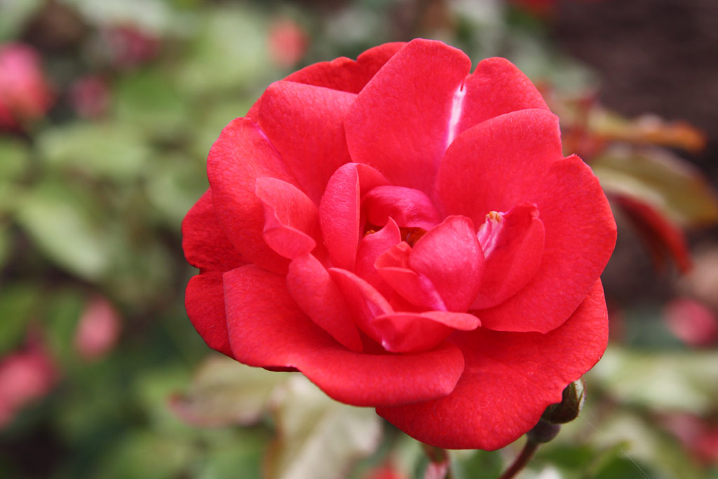 růže Mephisto (Mallerin)
