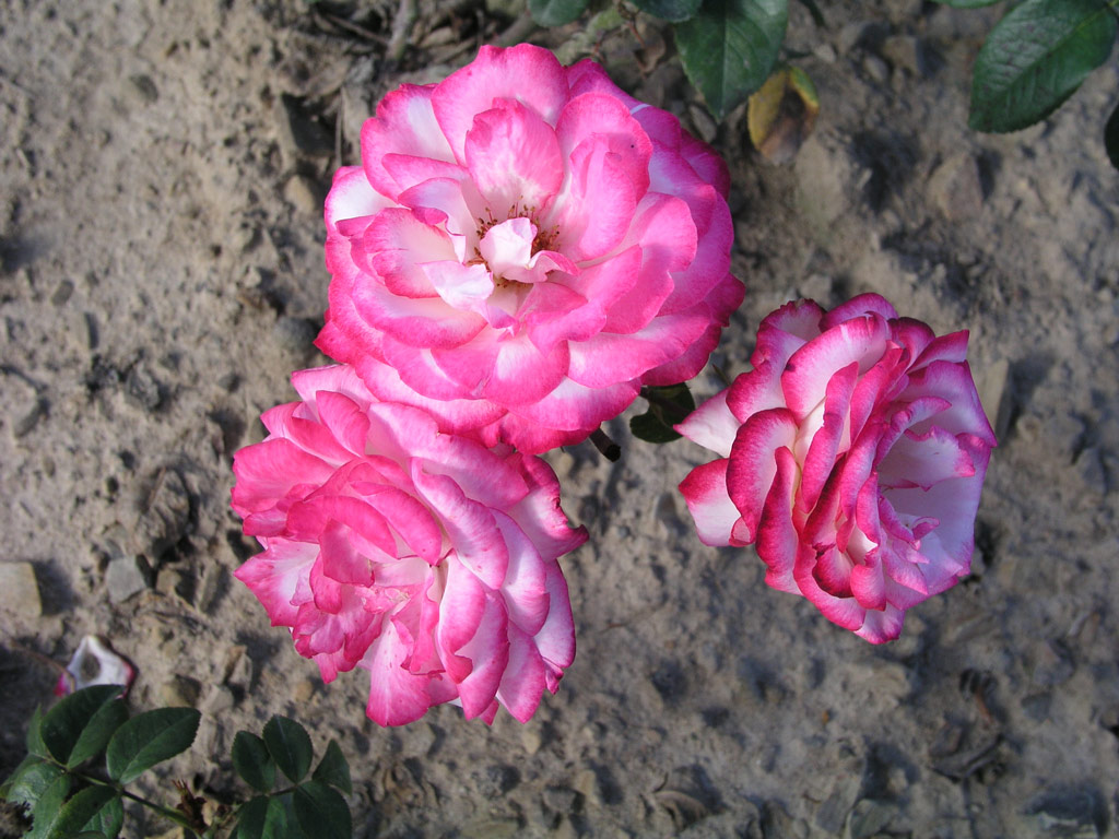 růže Mercedes Mendoza