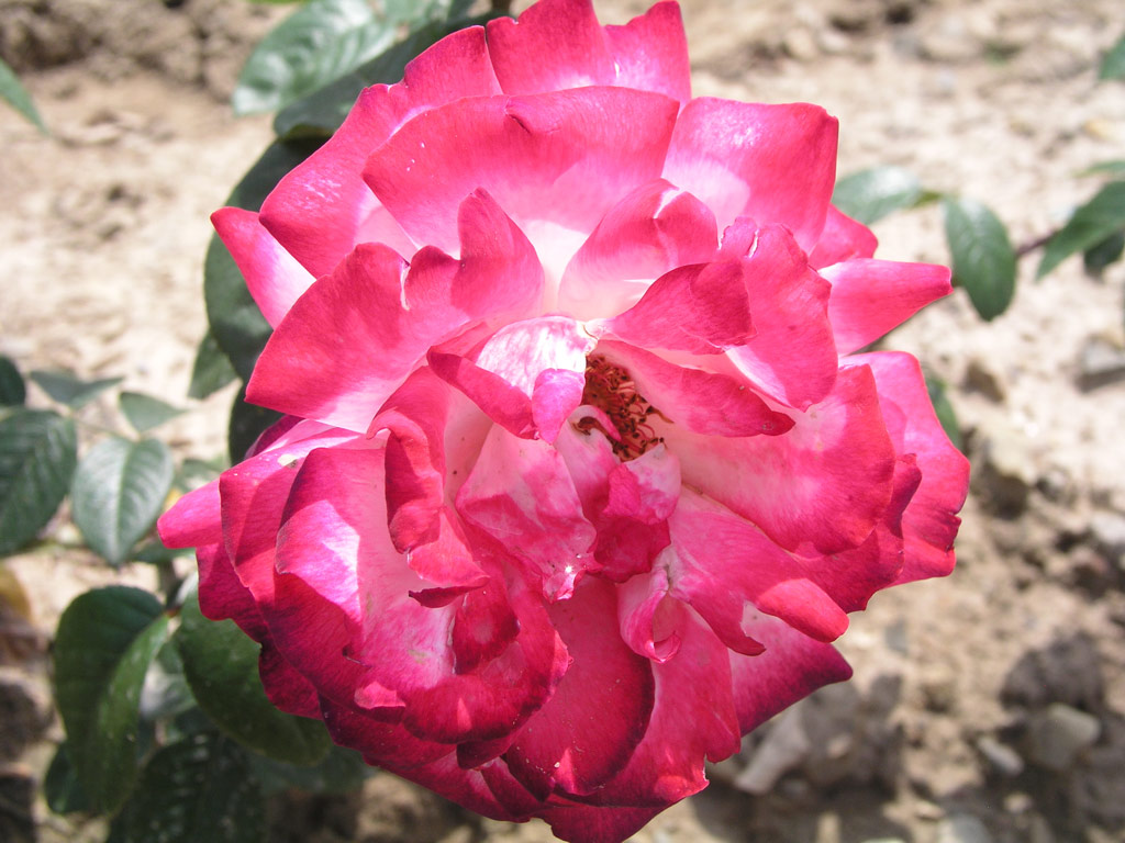 růže Mercedes Mendoza