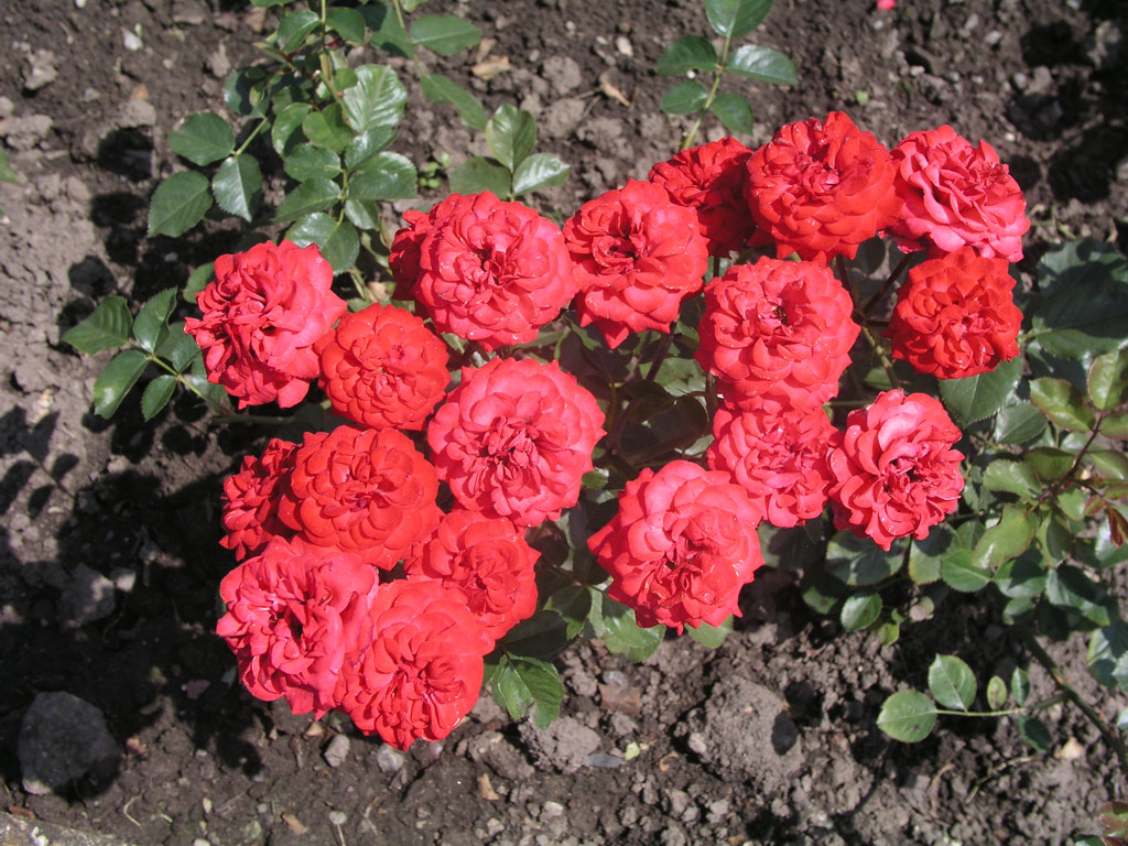 růže Messestadt Hannover