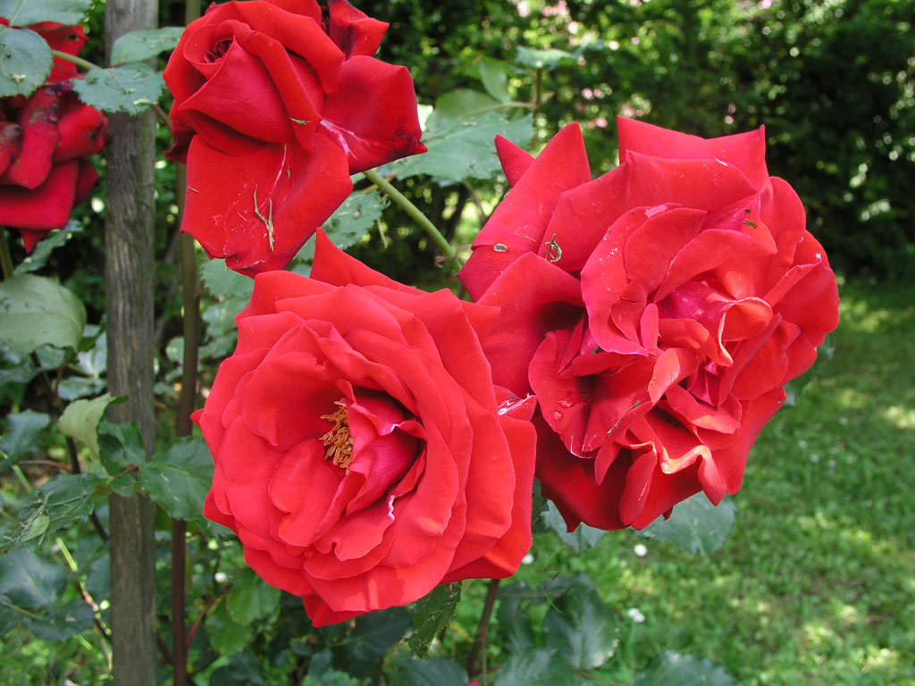 růže Messire Delbard