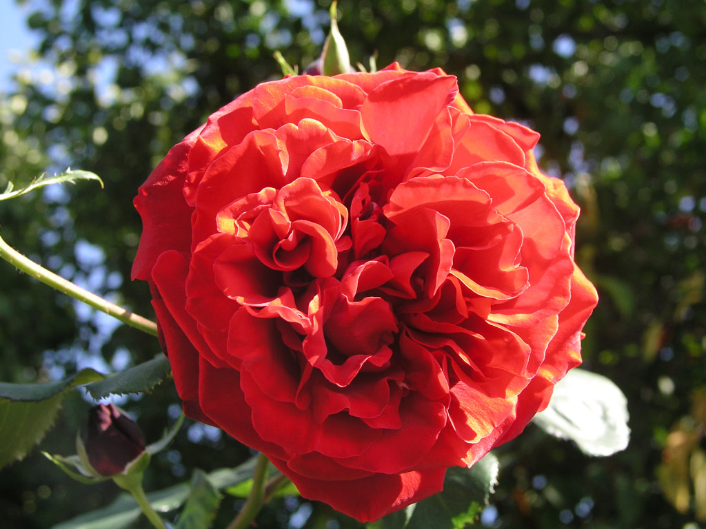 růže Messire Delbard