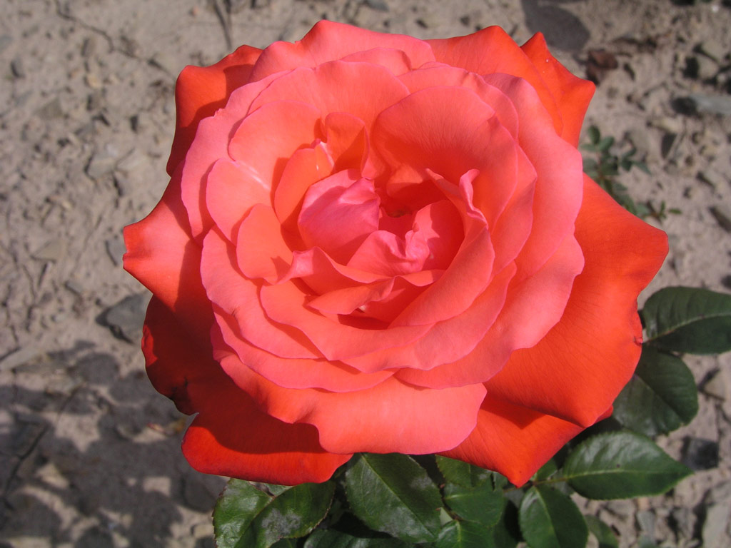 růže Micaela