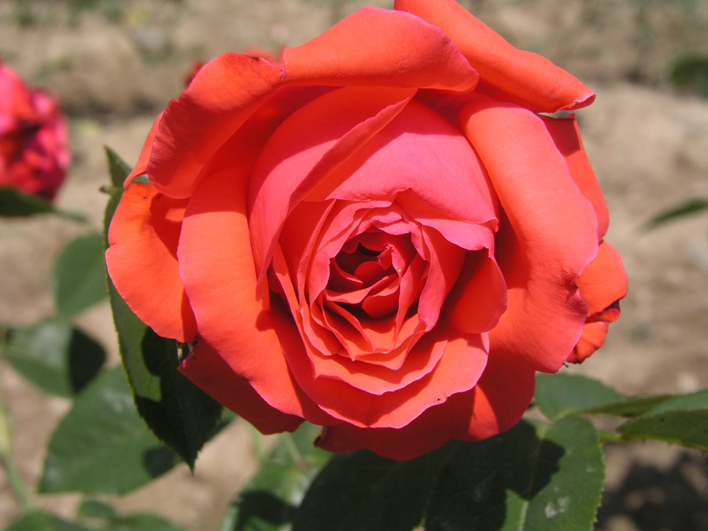 růže Micaela