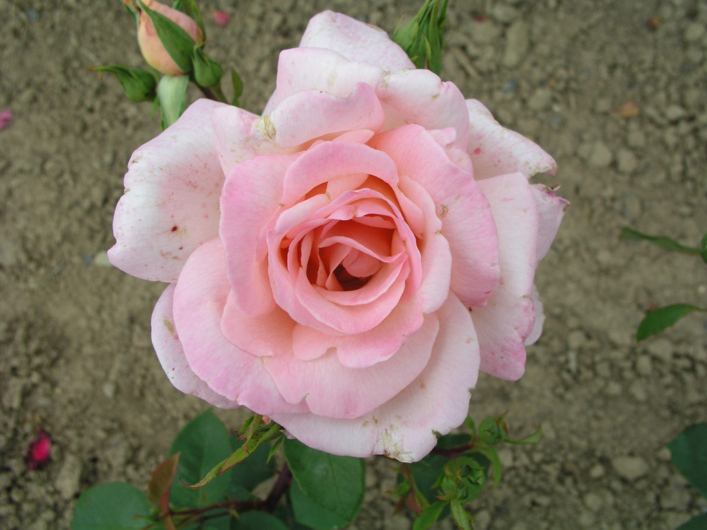 růže Michele Meilland