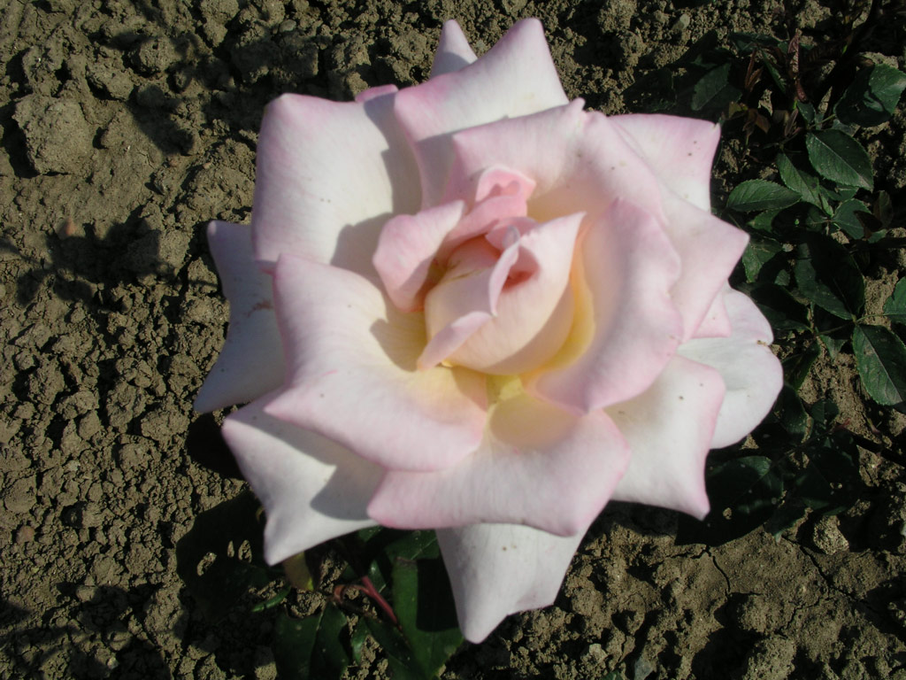růže Michele Meilland