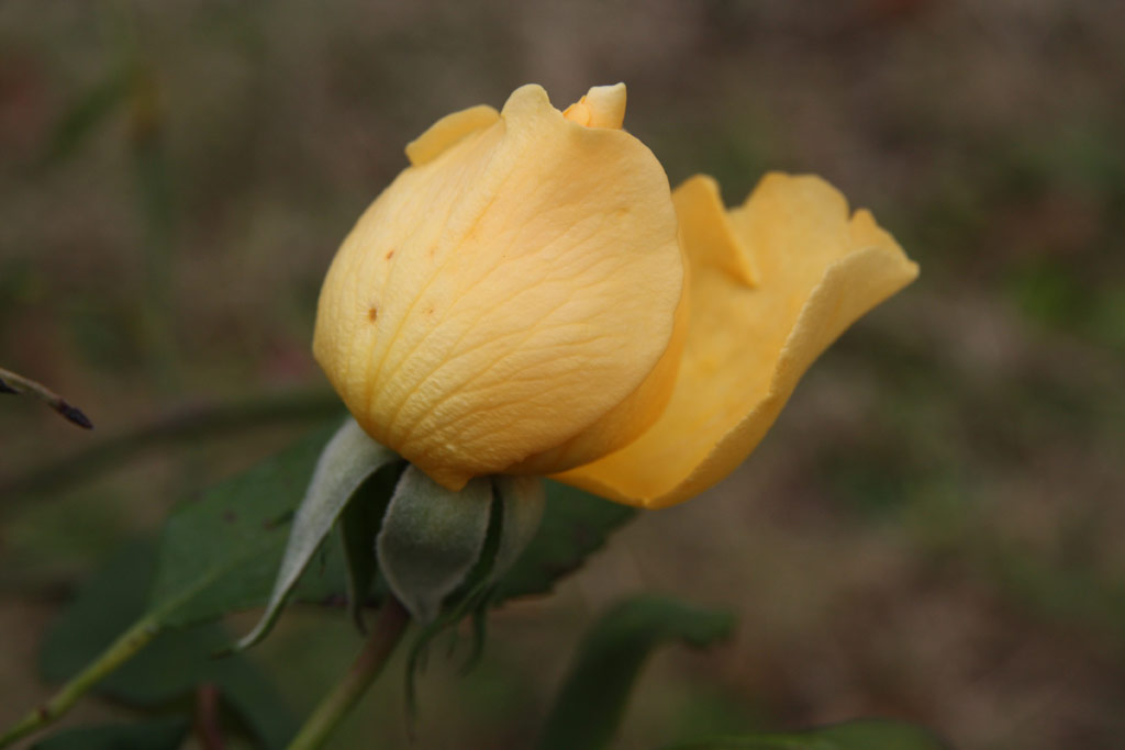 růže Mikado