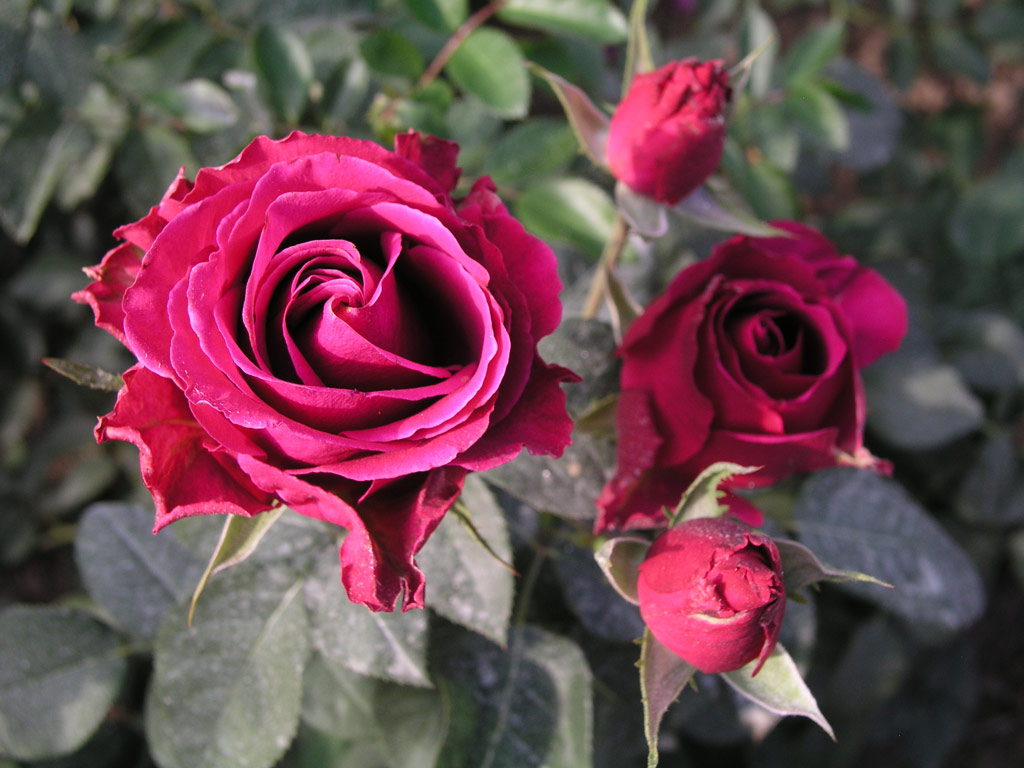 růže Milano (Rosice)