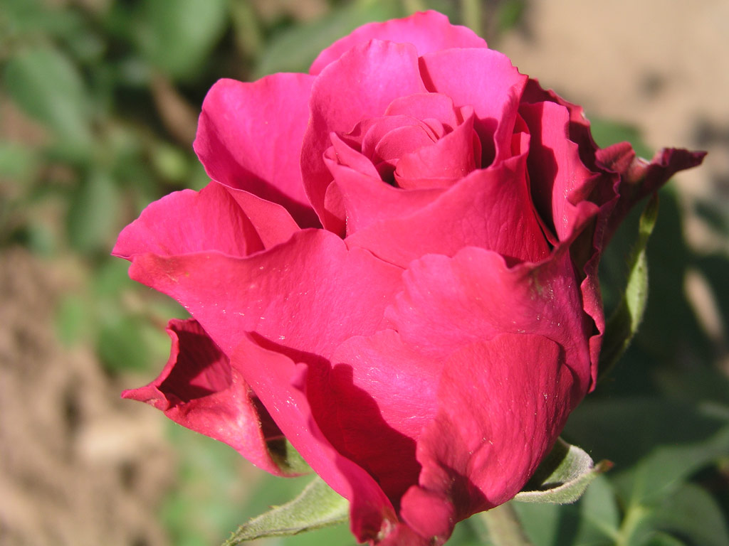 růže Milano (Rosice)