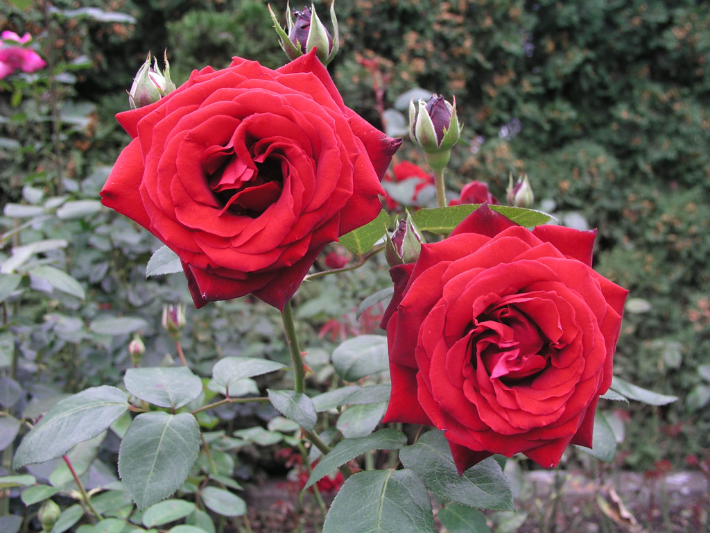 růže Mildred Scheel