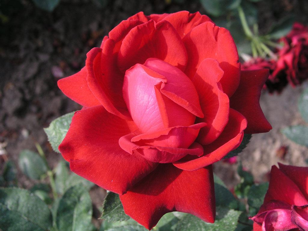 růže Mildred Scheel
