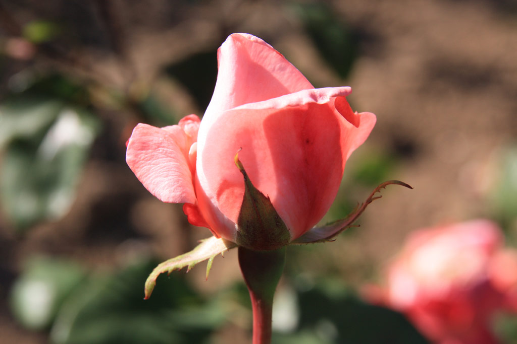 růže Milena