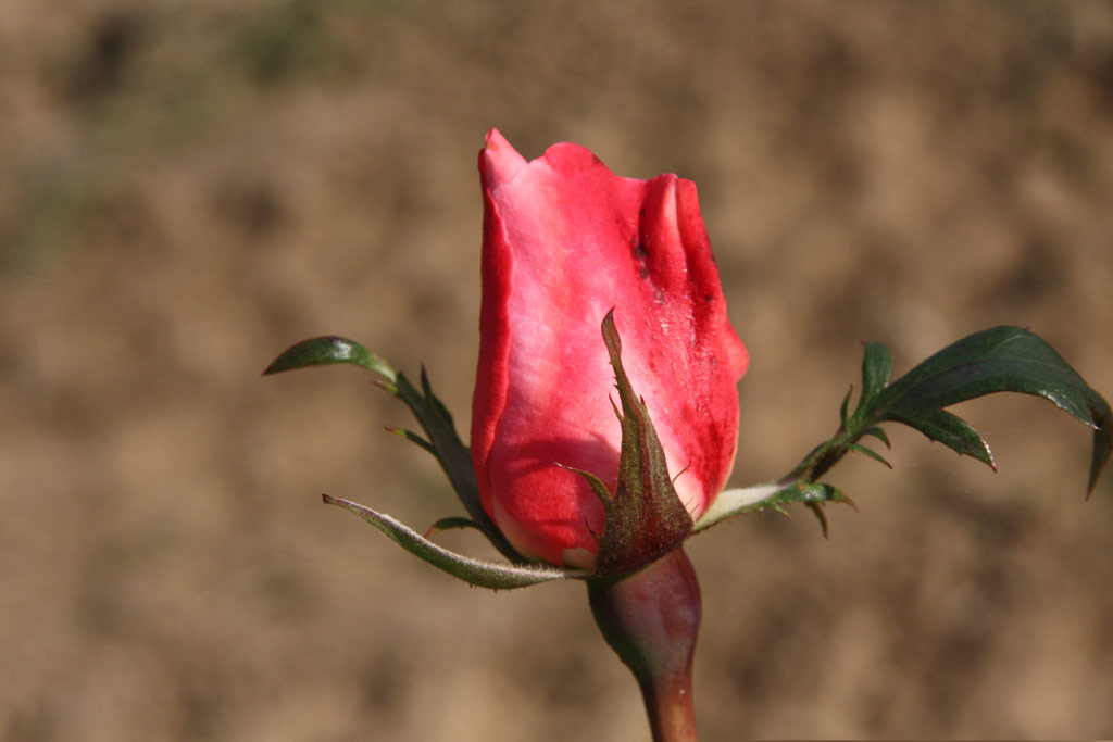 růže Milena