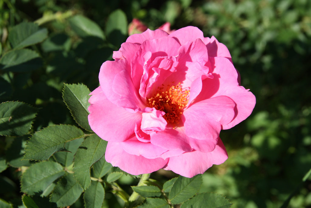 růže Milevsko