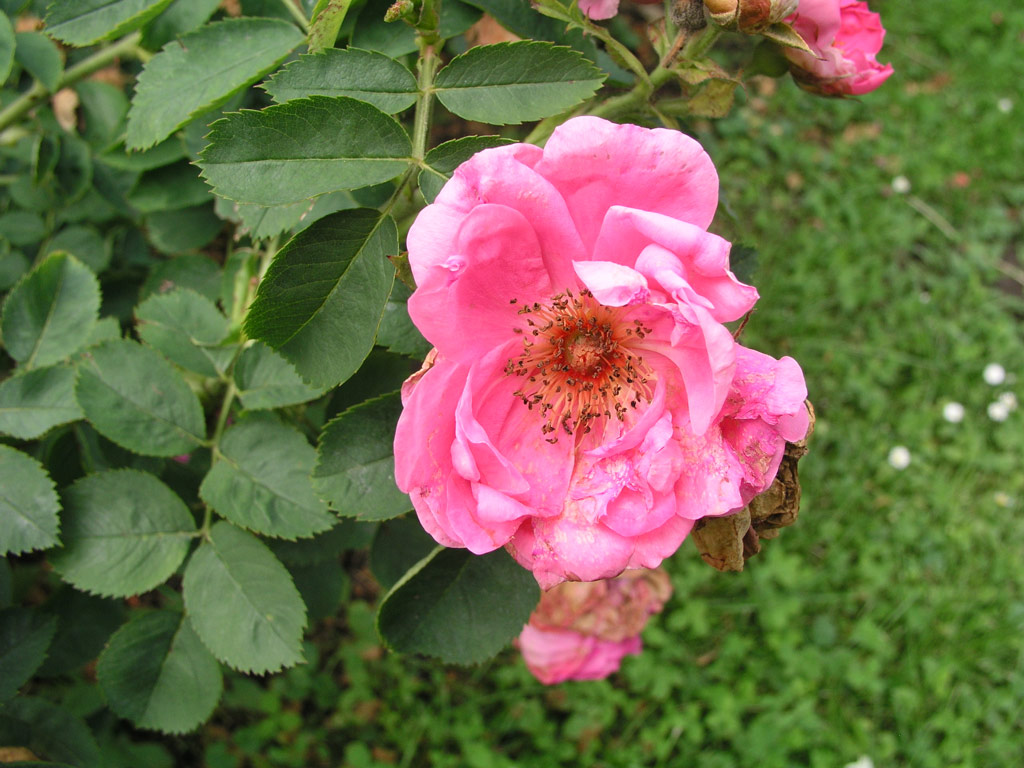 růže Milevsko