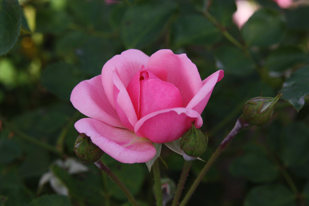 růže Milrose