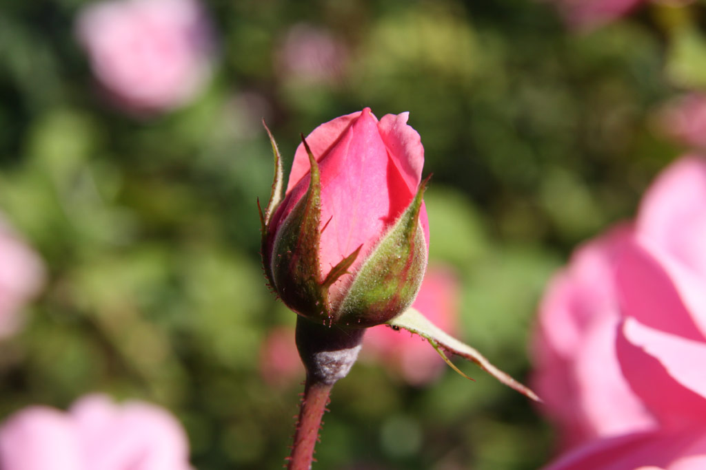 růže Milrose