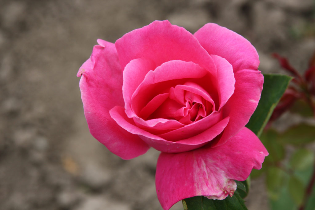 růže Mimi Coertse