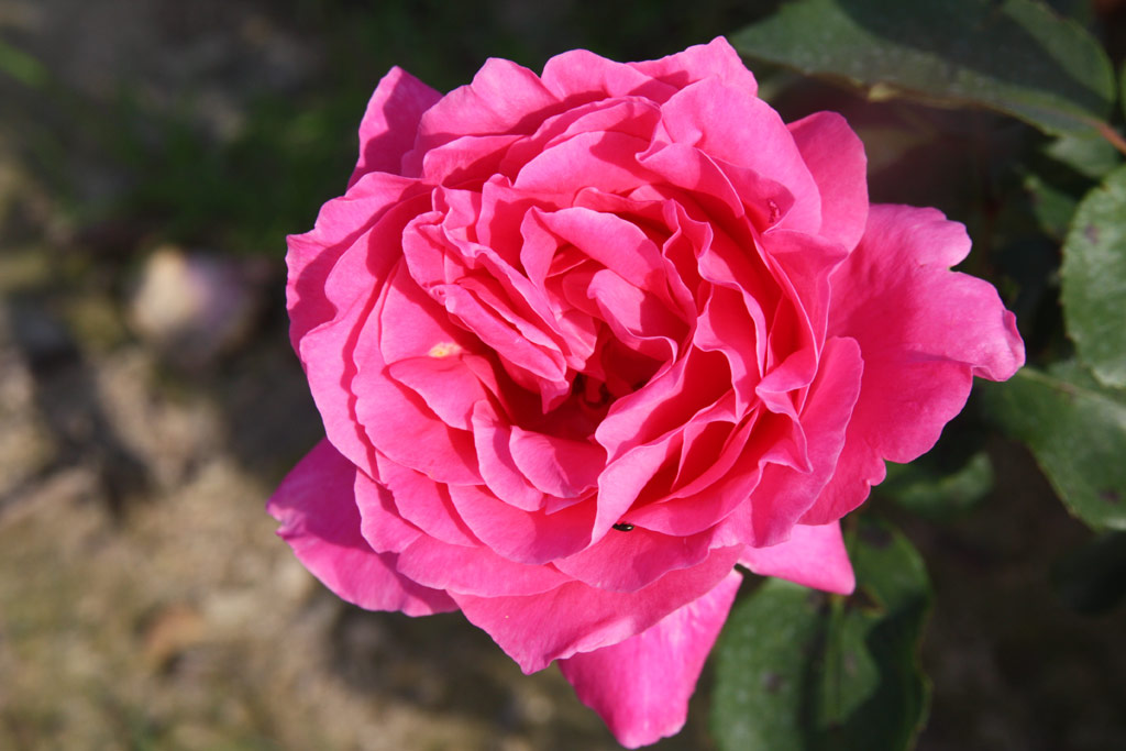 růže Mimi Coertse