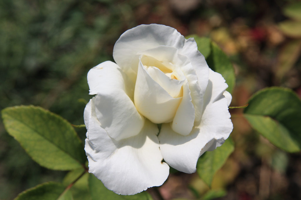 růže Mindszenty Jzsef Emlke
