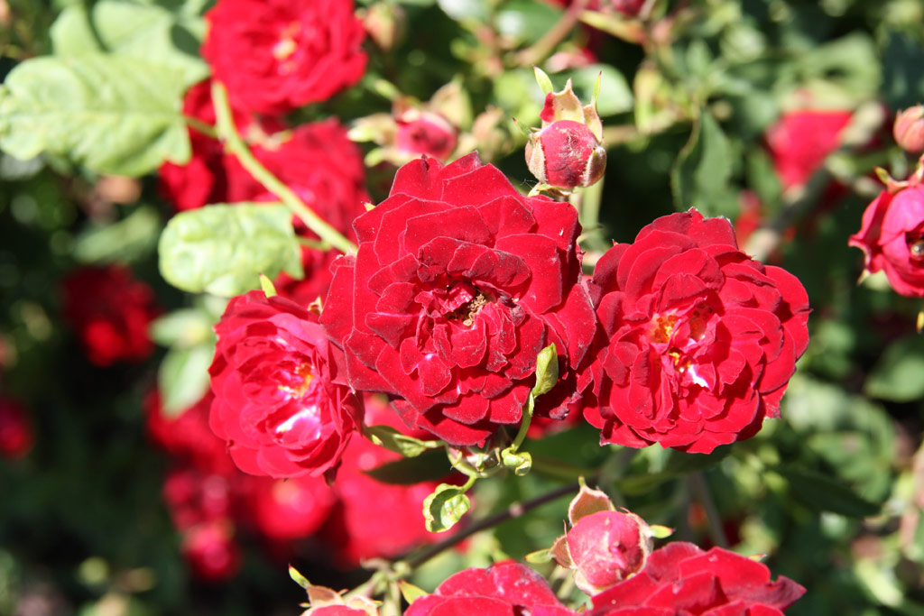 růže Minirot