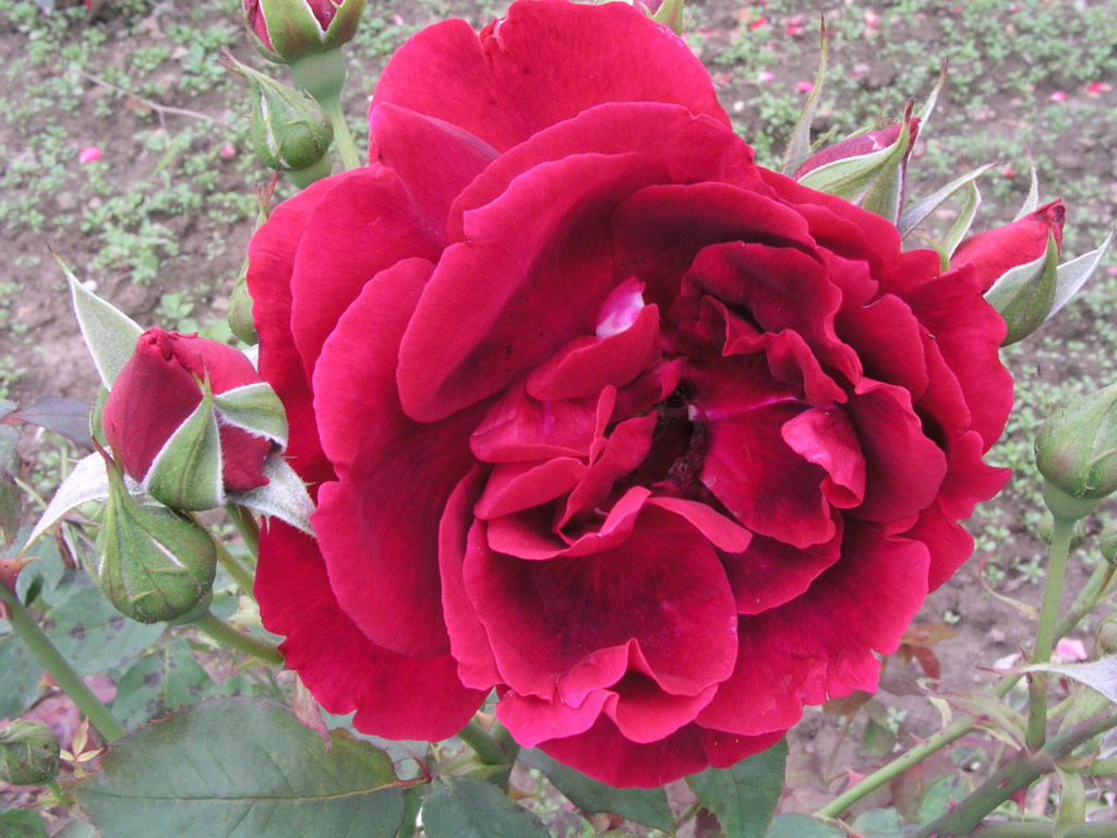 růže Minna Kordes