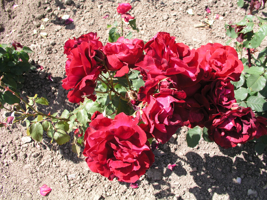 růže Minna Kordes