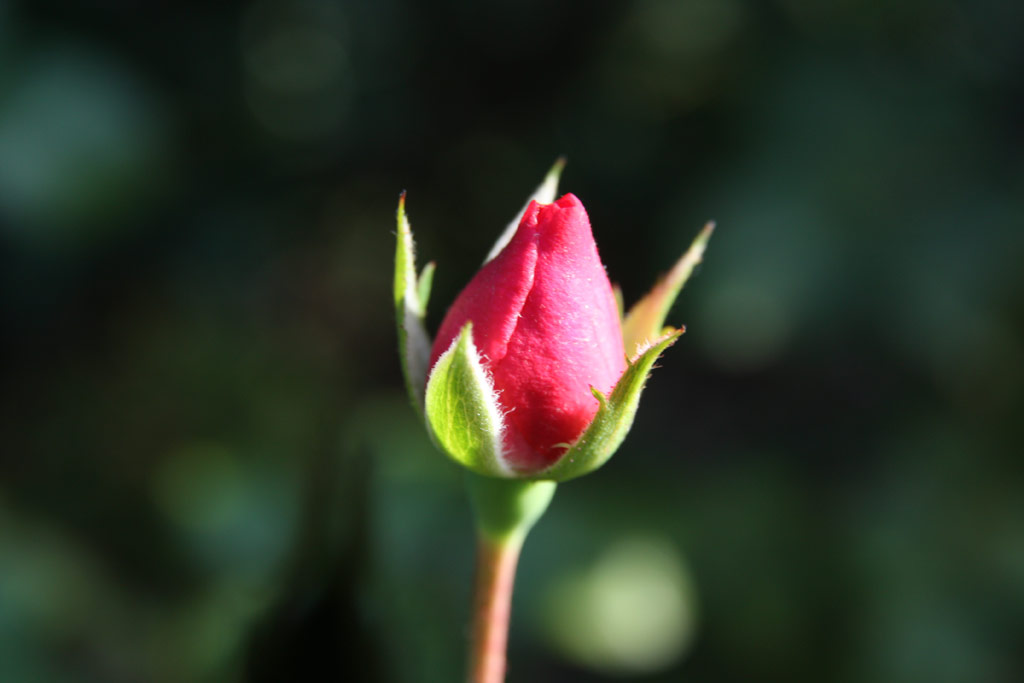 růže Mirato