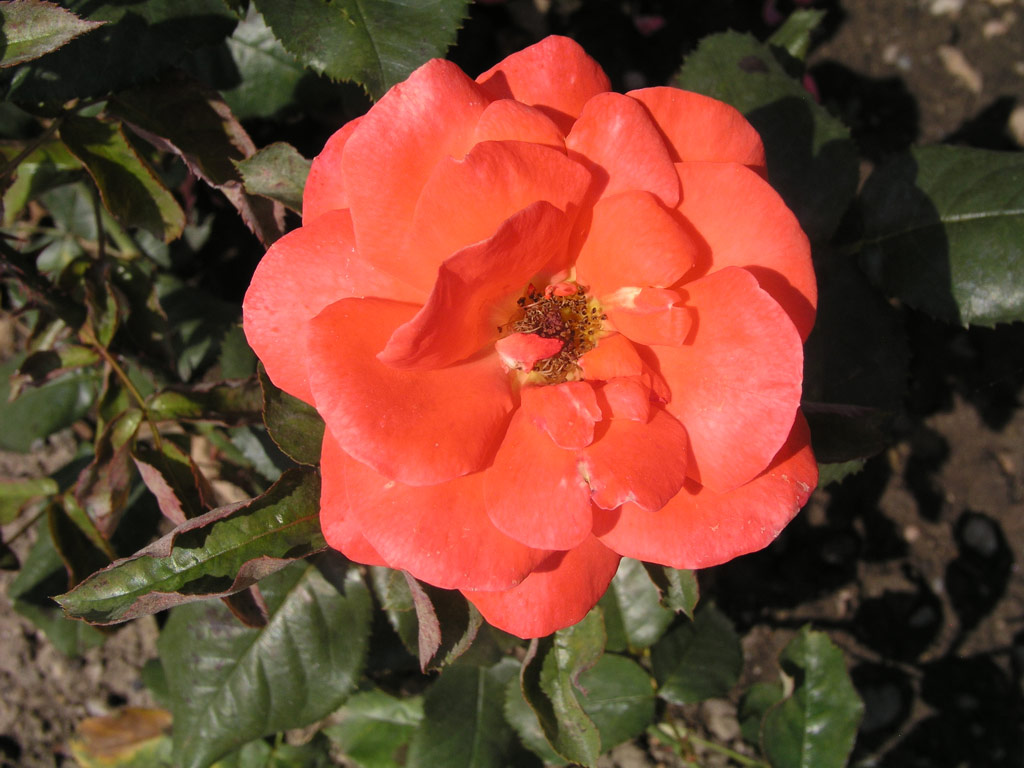 růže Mireille Mathieu