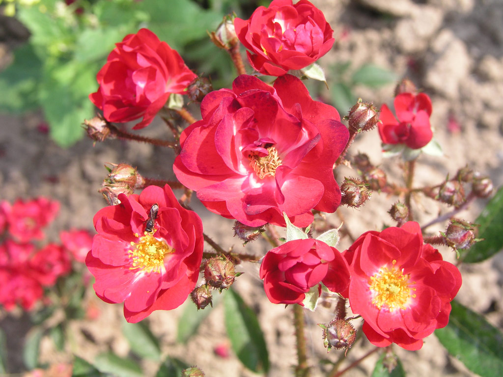 růže Miss Edith Cavell