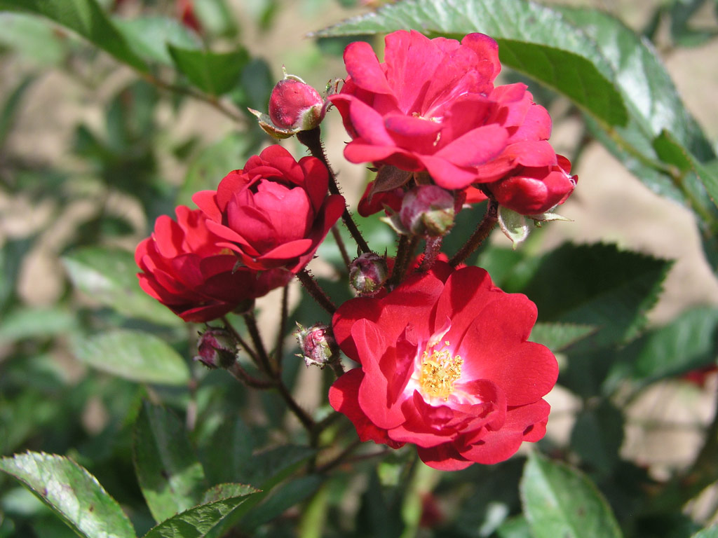 růže Miss Edith Cavell