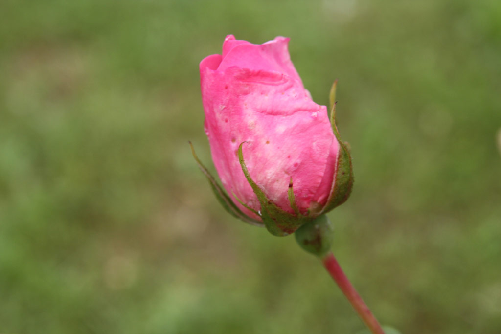 růže Miss Marion Manifold