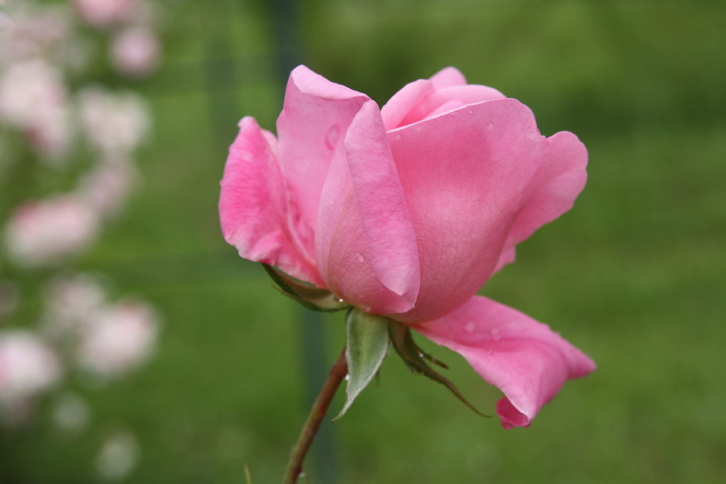 růže Miss Marion Manifold