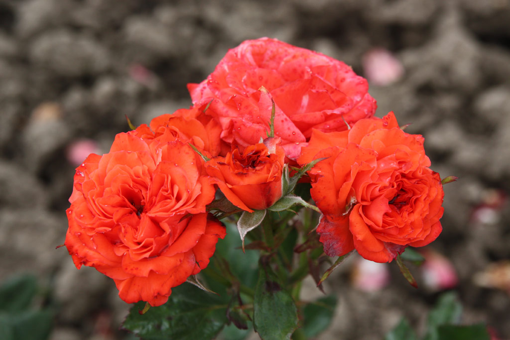 růže Mitsouko
