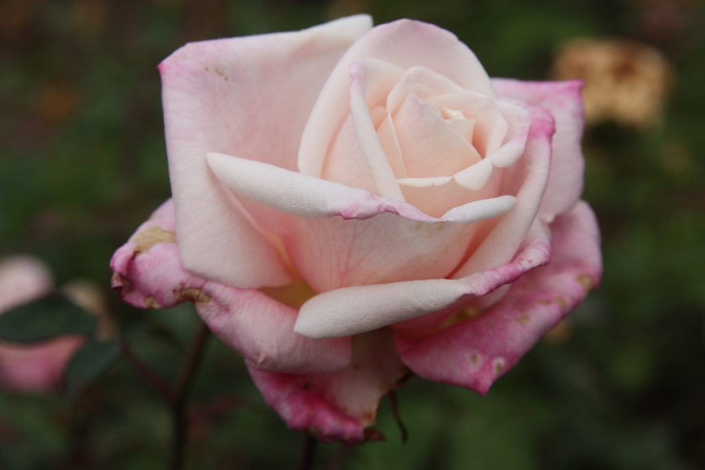 růže Mme. Albert Bernardin